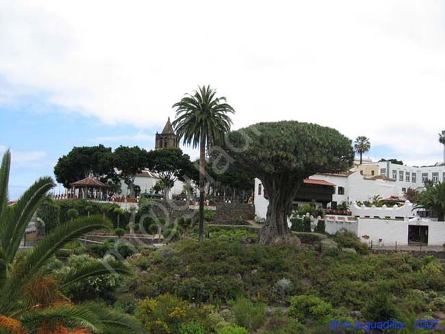 ICOD DE LOS VINOS - TENERIFE 021 Parque del Drago Milemario