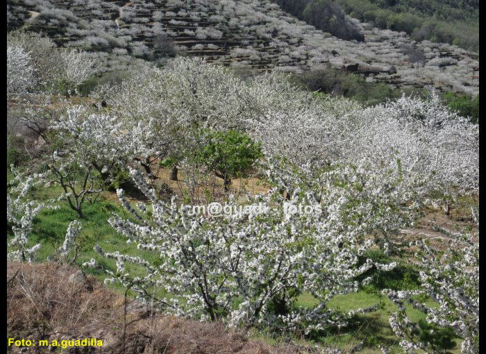 VALLE DEL JERTE (105)