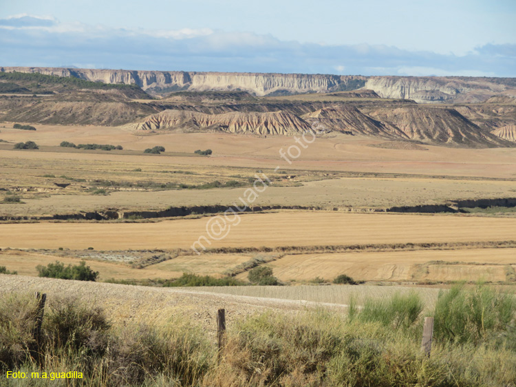 LAS BARDENAS REALES - Arguedas (102)