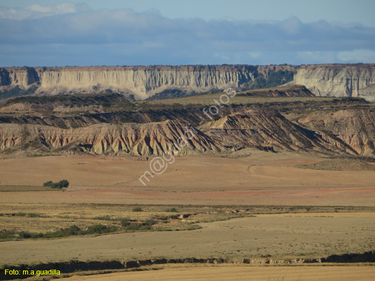 LAS BARDENAS REALES - Arguedas (105)