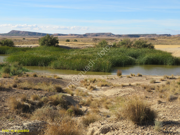 LAS BARDENAS REALES - Arguedas (106)