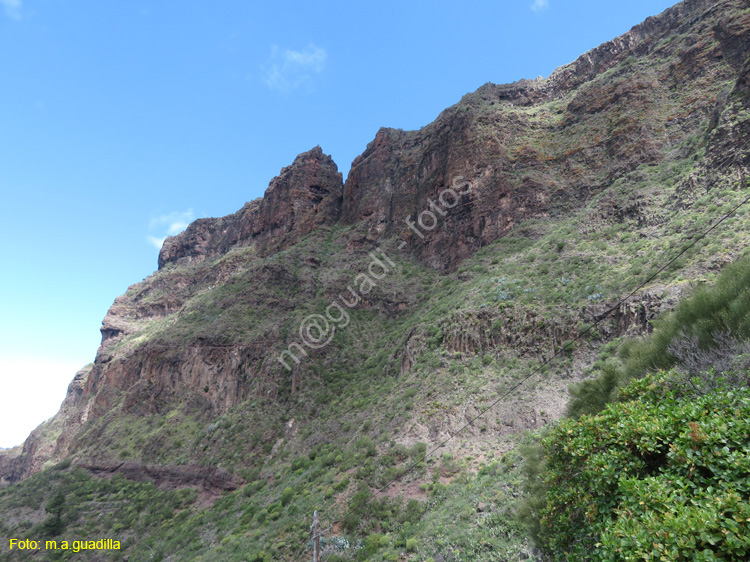 BUENAVISTA DEL NORTE (116) MASCA