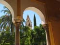 CORDOBA (169) Mezquita Catedral 2008