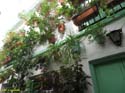 CORDOBA (397) Patio Calle San Basilio