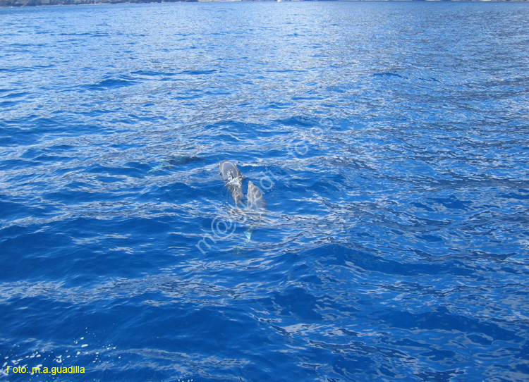 LOS GIGANTES (147) En barco 2007