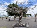 SC de Tenerife (149) Plaza España - Lo llevo bien