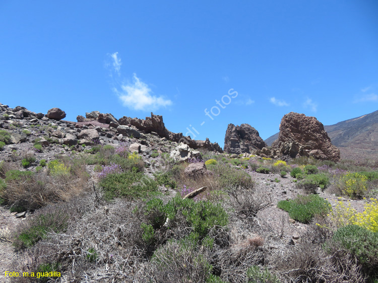 EL TEIDE (129)